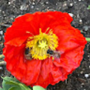 Meet your Posher, Eli